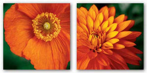 Orange Dahlia and Poppy Set by June Hunter