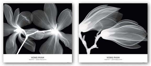 Magnolia Set by Hong Pham