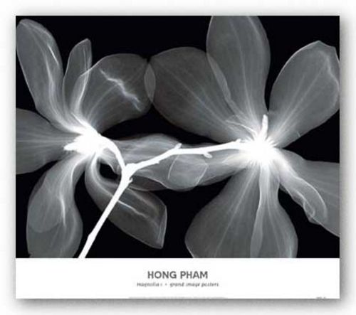 Magnolia I by Hong Pham