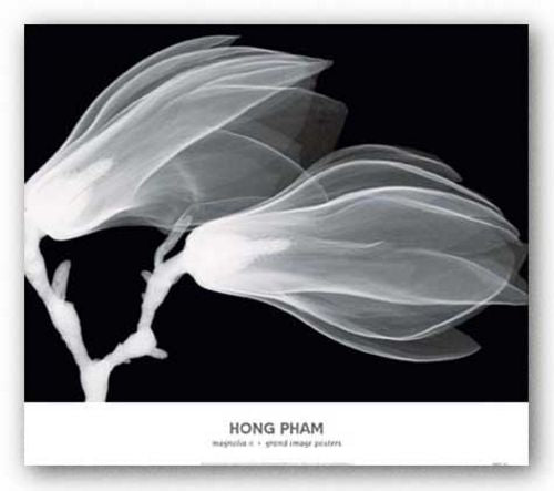 Magnolia II by Hong Pham