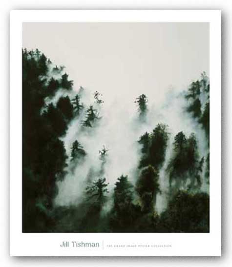 Fog and Redwoods by Jill Tishman