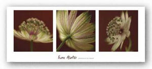 Astrantia on Red Triptych by June Hunter