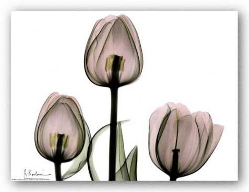 Trio of Tulips II by Albert Koetsier