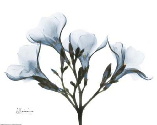 Blue Oleander by Albert Koetsier
