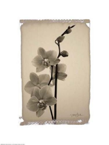 Polaroid Orchid by Diane Stimson