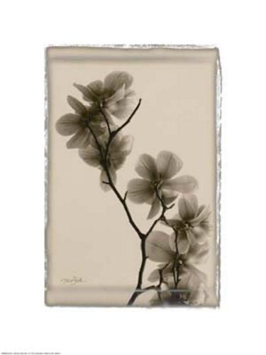 Polaroid Magnolia by Diane Stimson