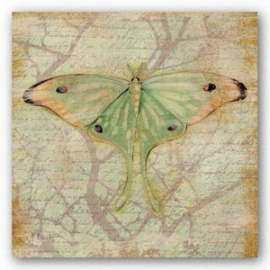 Vintage Butterflies III by Paul Brent