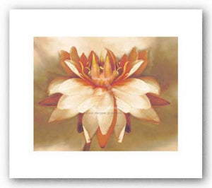 Waterlily by Betsy Cameron
