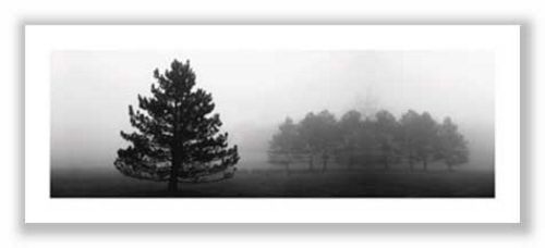 Misty Pines by Erin Clark