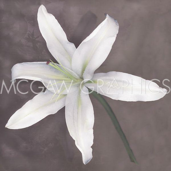 White Lily by Erin Clark