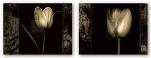 White Tulipa Set by Rick Filler