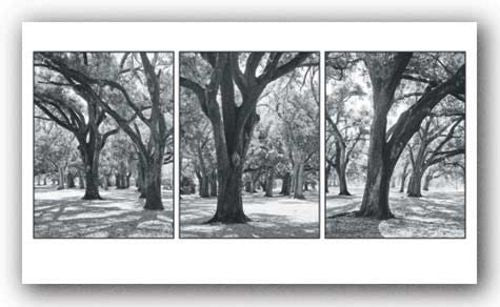 Oak Tree Study by Boyce Watt