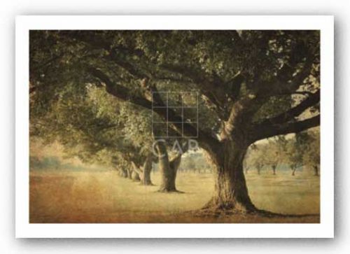 Island Oak by William Guion
