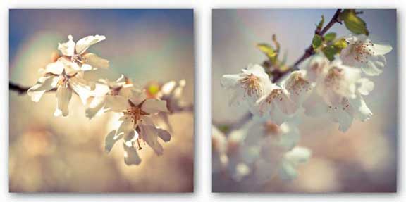 Soft Bloom Set by Assaf Frank