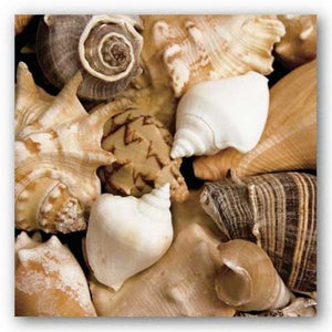 Beachside Shells by Boyce Watt