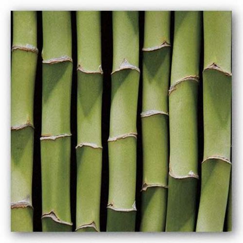 Bamboo Lengths by Boyce Watt