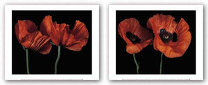 Papaver Orientale Set by Derek Harris