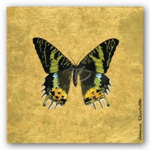 Butterfly on Gold by Joanna Charlotte