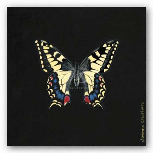 Butterfly on Black by Joanna Charlotte