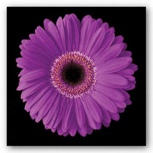 Gerbera Daisy Purple by Jim Christensen