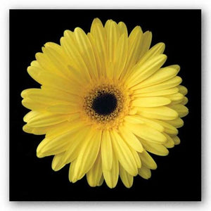 Gerbera Daisy Yellow by Jim Christensen