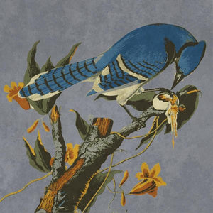 Audubon Decor - Bluejay Detail by B.G. Studio