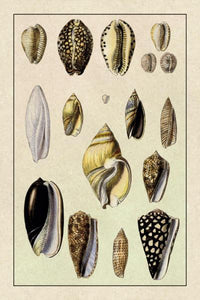 Shells: Convoltae and Orthocerata by G.B. Sowerby
