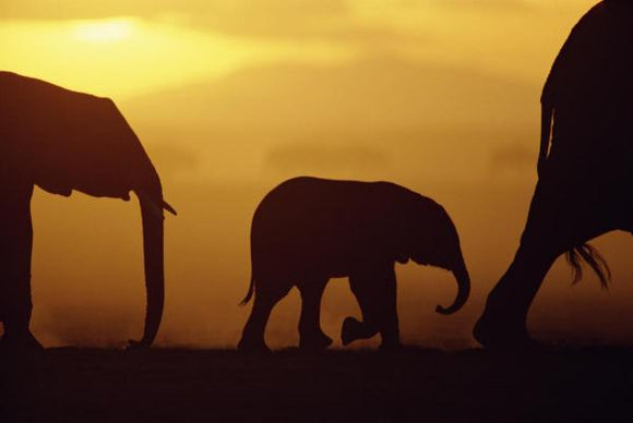 African Elephant herd with calf silhouetted at sunset, endangered, Amboseli National Park, Kenya by Karl Ammann