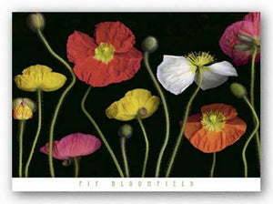 Poppy Garden II by Pip Bloomfield