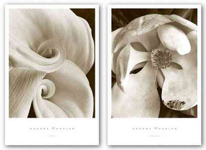 Magnolia No. 3 and Fleur No. 1 Set by Sondra Wampler