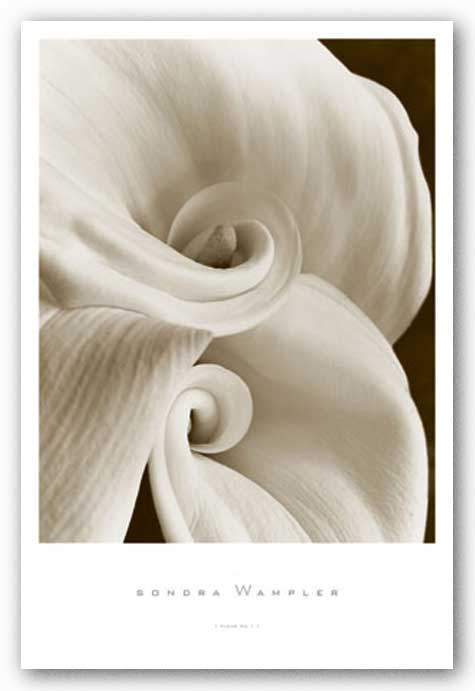 Fleur No. 1 by Sondra Wampler