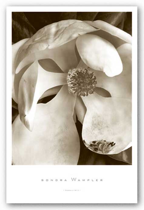 Magnolia No. 3 by Sondra Wampler