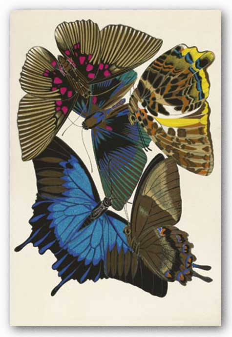 Collection I (Butterflies) by Winter Works