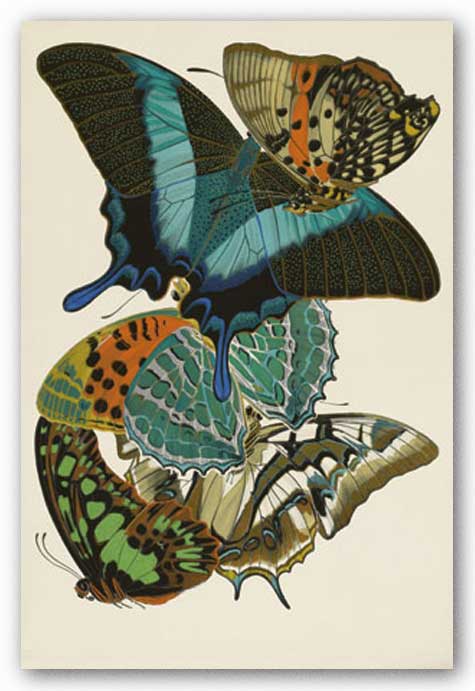 Collection III (Butterflies) by Winter Works