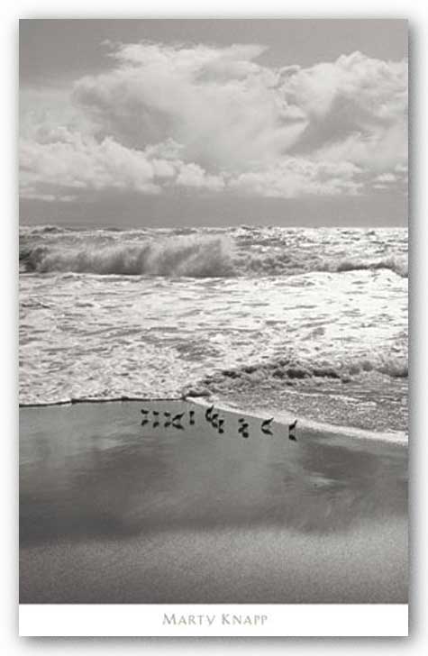 Shorebirds, Point Reyes by Marty Knapp
