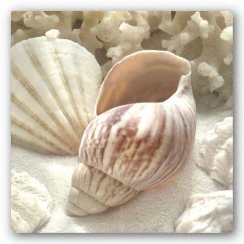Coral Shell II by Donna Geissler