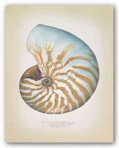 Chambered Nautilus by Richard van Genderen