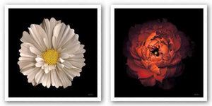 Cosmos 7 and Ranunculus 43 Set by Neil Seth Levine
