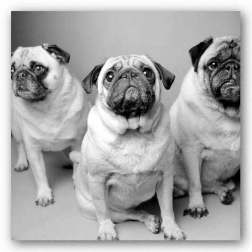 Three Pugs by Amanda Jones