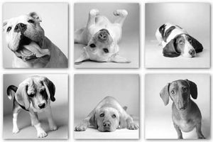 Solo Dogs Set (Six Prints) by Amanda Jones