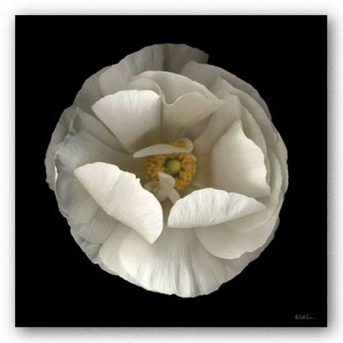 Folded Ranunculus by Neil Seth Levine