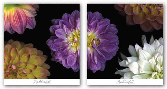 Purple Dahlia Set by Pip Bloomfield