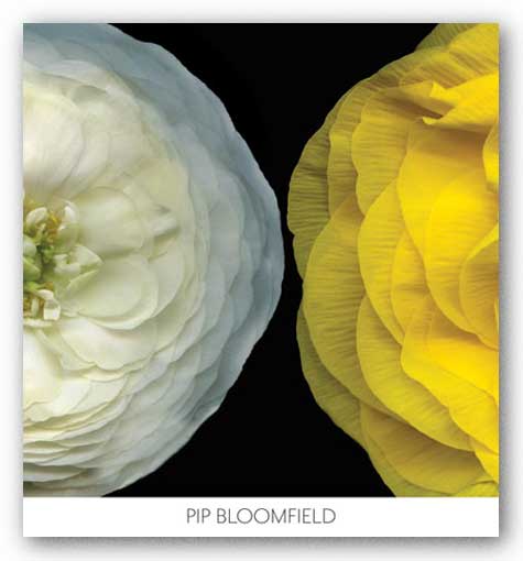 Ranunculus Right by Pip Bloomfield