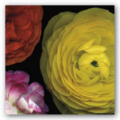 Ranunculus I Right by Pip Bloomfield