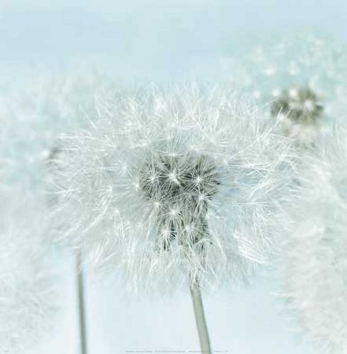 Dandelion I by Kevin Twomey