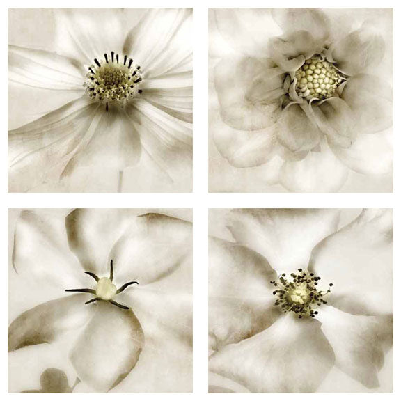 Whisper of Flowers Set (Four Prints) by Donna Geissler