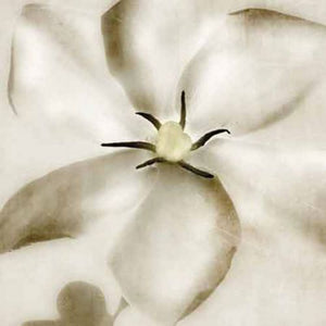 Whisper of Gardenia by Donna Geissler
