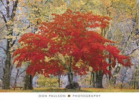 Cascade Fall Colors by Don Paulson