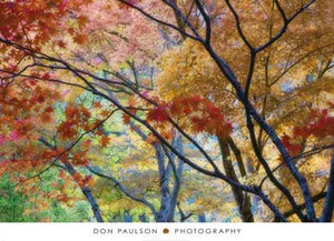 Lithia Park Fall 3 by Don Paulson