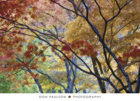 Lithia Park Fall 3 by Don Paulson